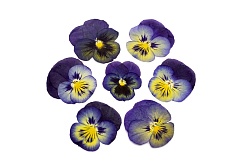 Виола обезвоженная "Золотой сапфир" плоская 20 шт