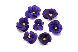 Виола обезвоженная "Полярная звезда" объёмная 15 шт